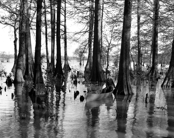 Cypress trees in Reelfoot Lake, 1938